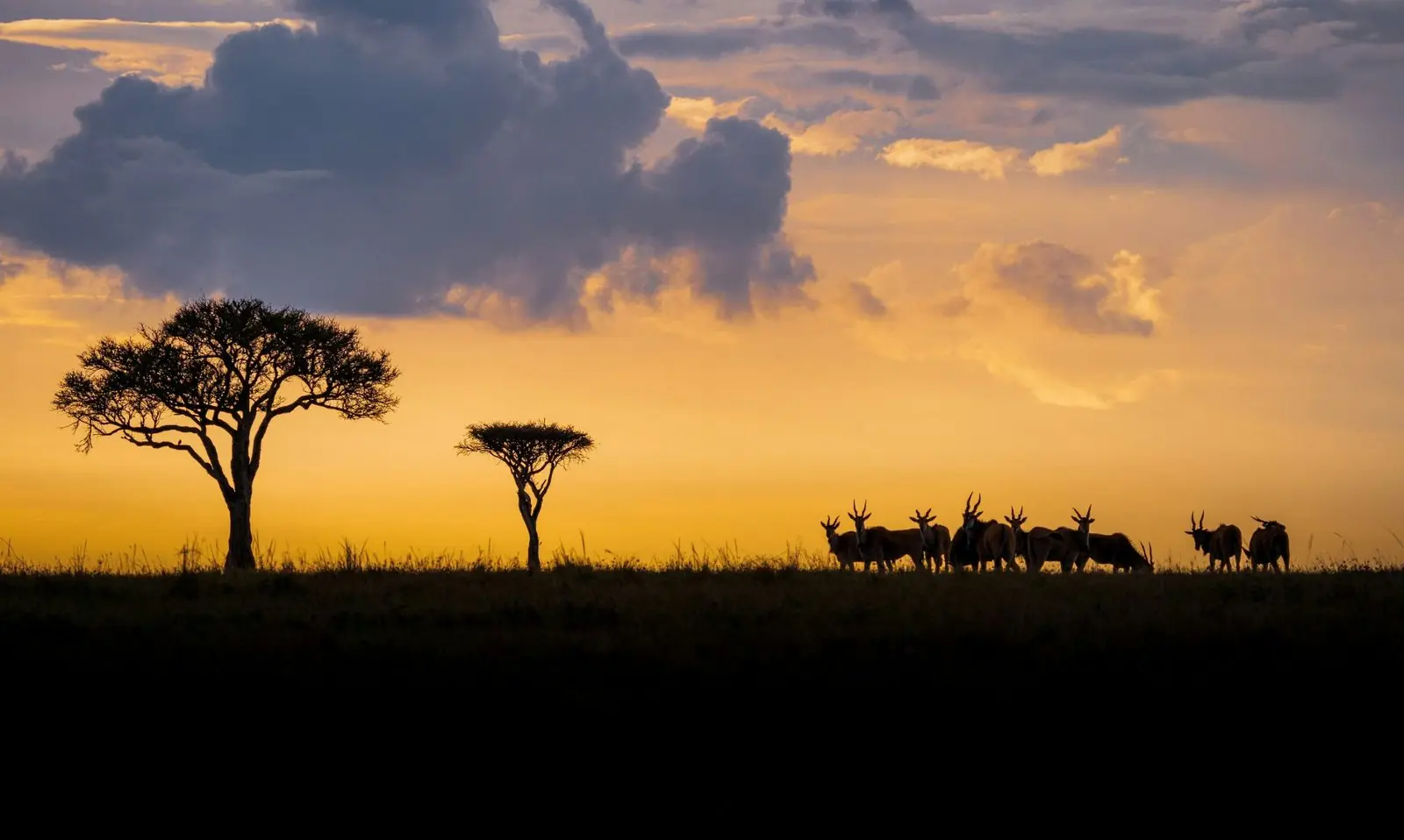 Acacia trees and eland silhouetted at sunset