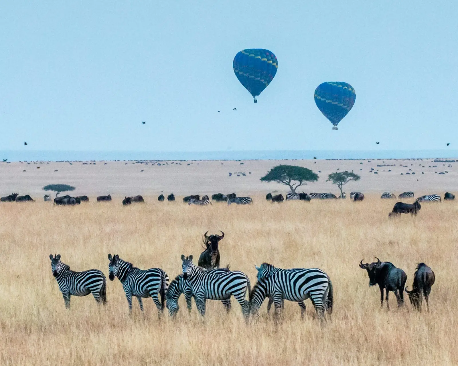 Zebra and wildebeest on the Mara plains with hot-air balloons overhead