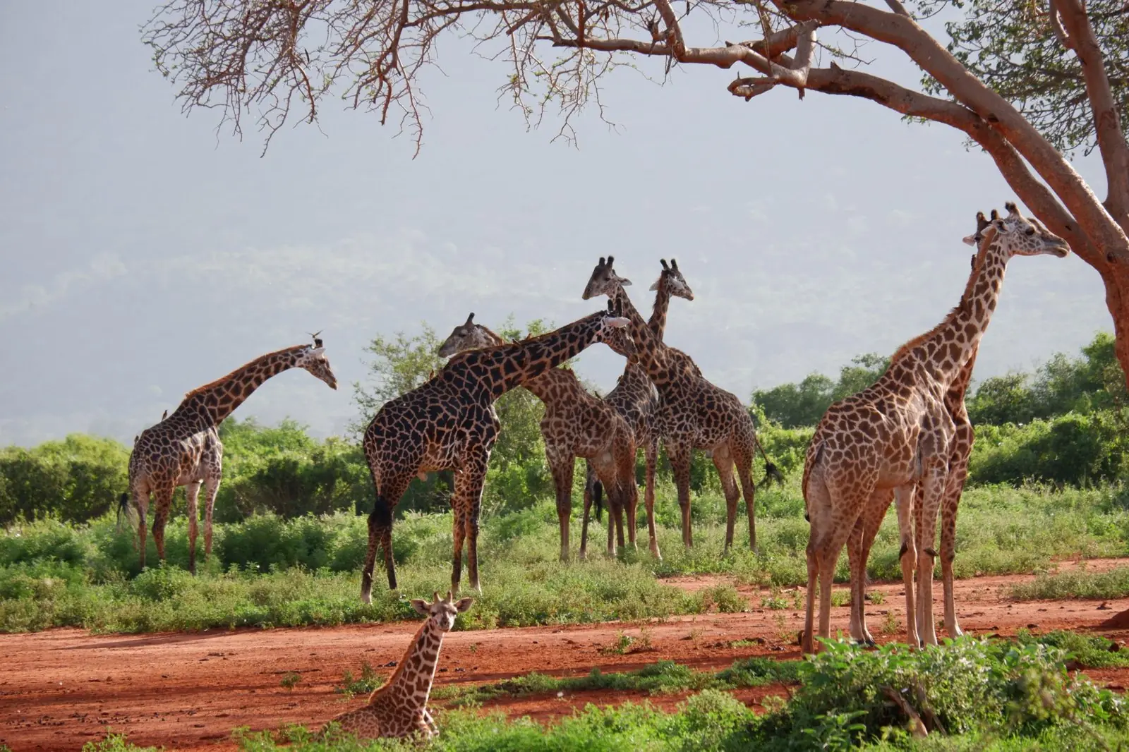 Herd of giraffes on red earth under an acacia tree
