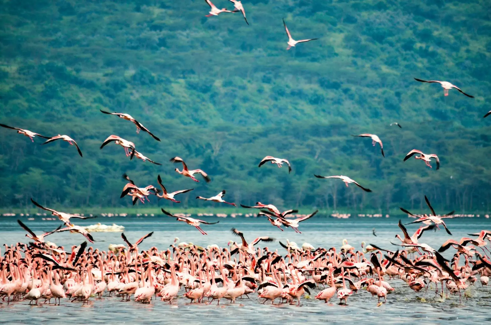 Flocks of flamingos taking off from a Rift Valley lake